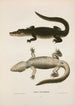 Mississippi Alligator Painting - John Edwards Holbrook — artwork view