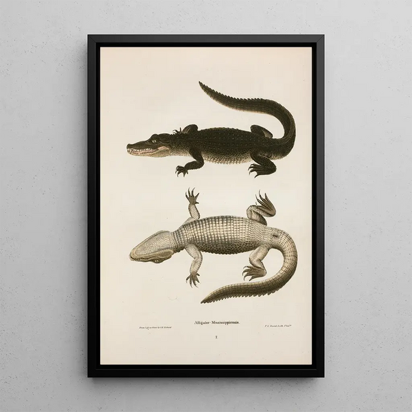 Mississippi Alligator Painting - John Edwards Holbrook — framed artwork on a wall