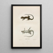 Ameiva à six lignes - John Edwards Holbrook — framed artwork on a wall