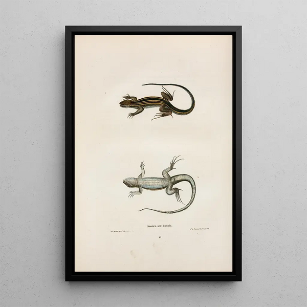 Ameiva à six lignes - John Edwards Holbrook — framed artwork on a wall