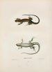 Ameiva à six lignes - John Edwards Holbrook — artwork view