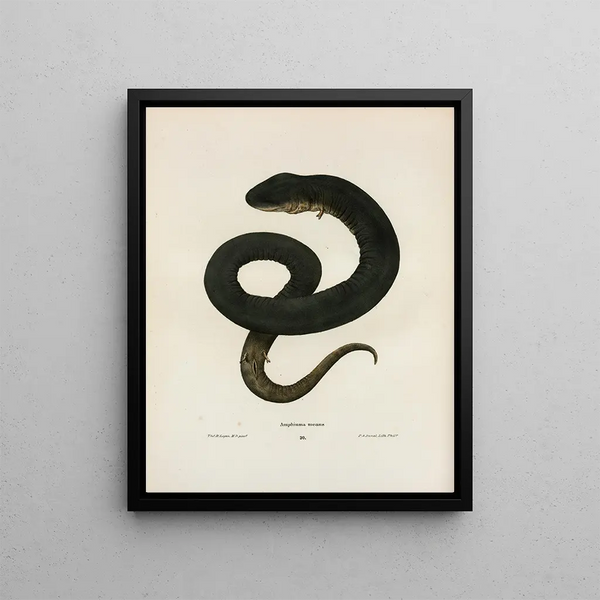 Amphiuma means - John Edwards Holbrook — framed artwork on a wall