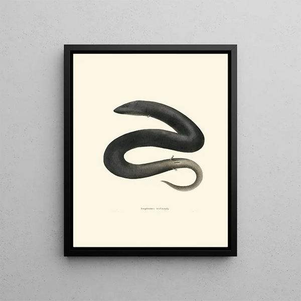 Amphiuma tridactyla - John Edwards Holbrook — framed artwork on a wall