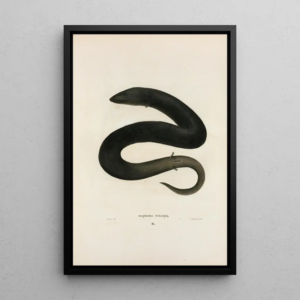Amphiuma à trois doigts - John Edwards Holbrook — framed artwork on a wall