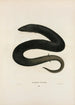 Amphiuma à trois doigts - John Edwards Holbrook — artwork view