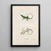 Anolis de Caroline - John Edwards Holbrook — framed artwork on a wall