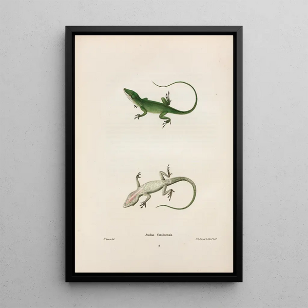 Anolis de Caroline - John Edwards Holbrook — framed artwork on a wall