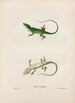 Anolis de Caroline - John Edwards Holbrook — artwork view