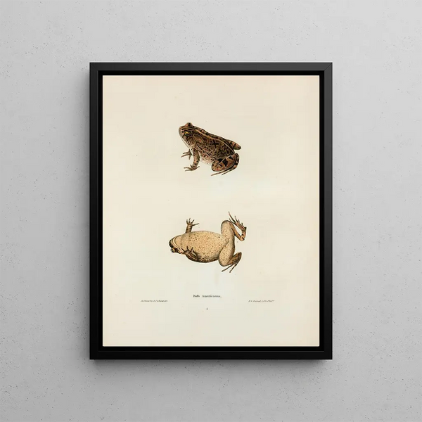 Bufo americanus - John Edwards Holbrook — framed artwork on a wall