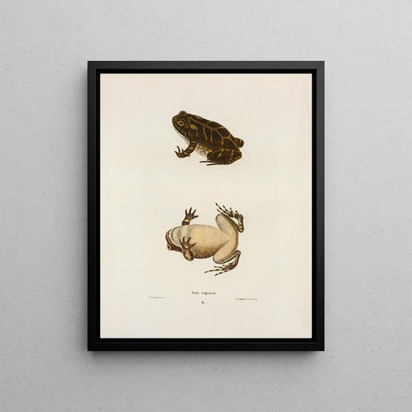Par rapport au crapaud - John Edwards Holbrook — framed artwork on a wall