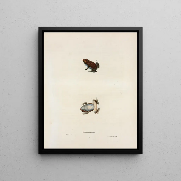 Bufo erythronotus - John Edwards Holbrook — framed artwork on a wall