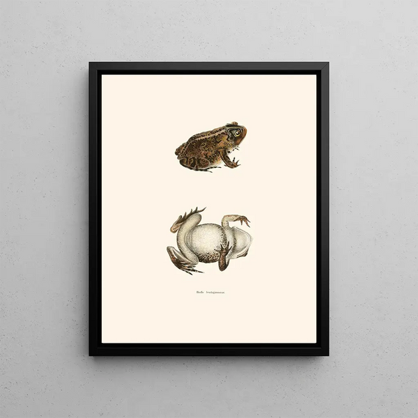 Bufo lentiginosus - John Edwards Holbrook — framed artwork on a wall