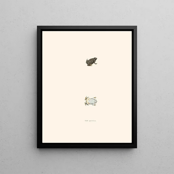 Oak toad painting - John Edwards Holbrook — framed artwork on a wall
