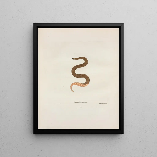 Calamaria elapsoidea - John Edwards Holbrook — framed artwork on a wall
