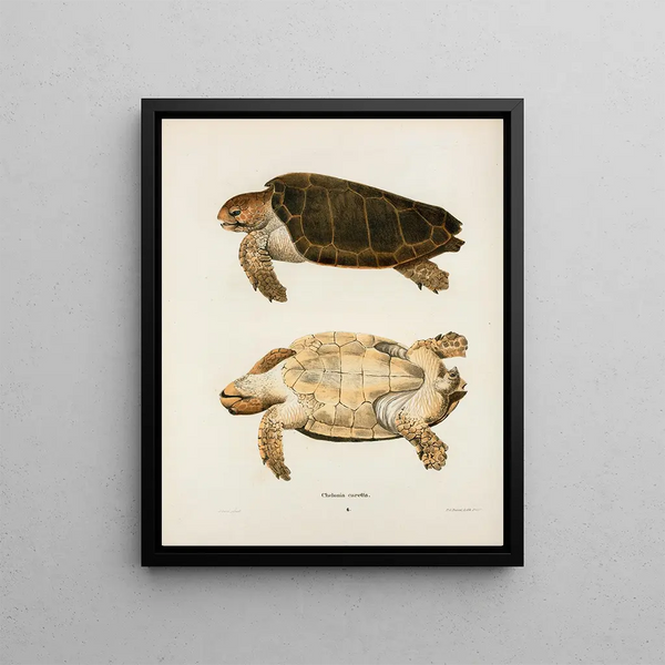 Chelonia caretta - John Edwards Holbrook — framed artwork on a wall