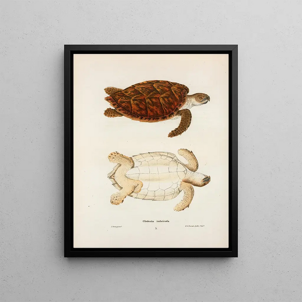 Biology Painting: Chelonia imbricata - John Edwards Holbrook — framed artwork on a wall