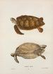 Turtle Green Chelonia mydas - John Edwards Holbrook — artwork view