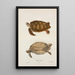 Turtle Green Chelonia mydas - John Edwards Holbrook — framed artwork on a wall