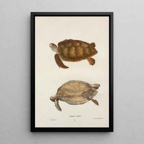 Turtle Green Chelonia mydas - John Edwards Holbrook — framed artwork on a wall