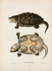 Tortue à cou de serpent Temminckii - John Edwards Holbrook — artwork view