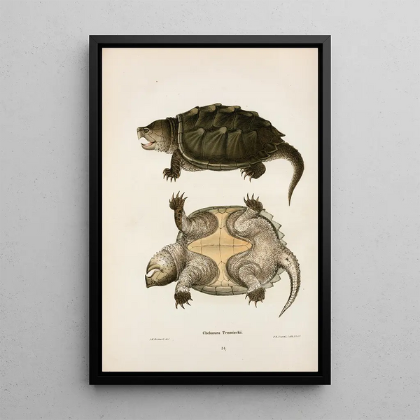 Tortue à cou de serpent Temminckii - John Edwards Holbrook — framed artwork on a wall