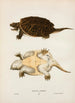 Turtle Serpentine - John Edwards Holbrook — artwork view