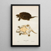 Turtle Serpentine - John Edwards Holbrook — framed artwork on a wall