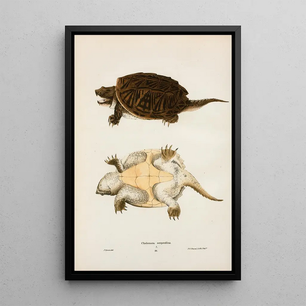 Turtle Serpentine - John Edwards Holbrook — framed artwork on a wall