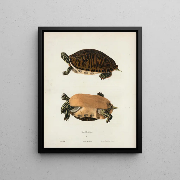 Cistuda blandingii - John Edwards Holbrook — framed artwork on a wall