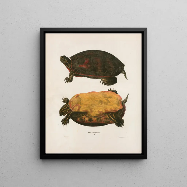 Cistude by Caroline - John Edwards Holbrook — framed artwork on a wall