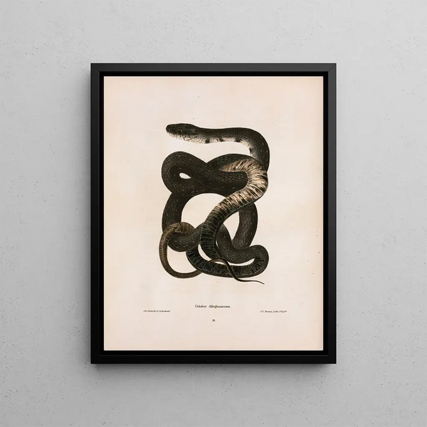 Coluber alleghanien - John Edwards Holbrook — framed artwork on a wall