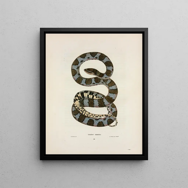 a super shoemaker - John Edwards Holbrook — framed artwork on a wall