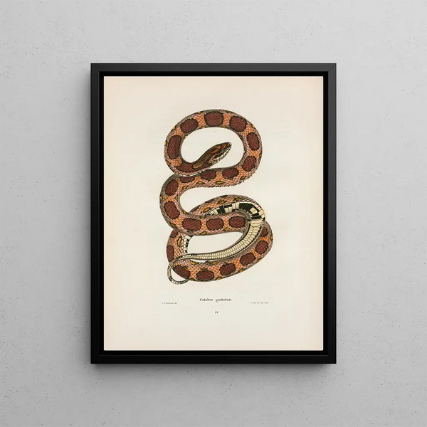 Coluber abandonné - John Edwards Holbrook — framed artwork on a wall