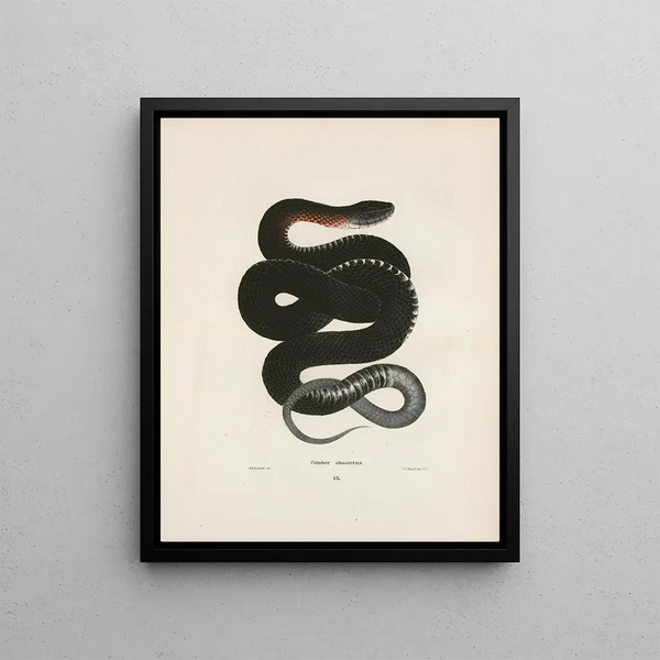 Coluber is obsolete - John Edwards Holbrook — framed artwork on a wall