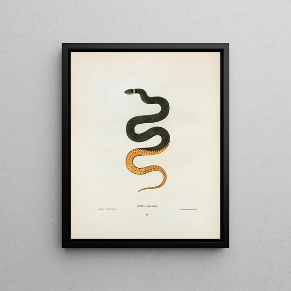 Coluber pointillé - John Edwards Holbrook — framed artwork on a wall