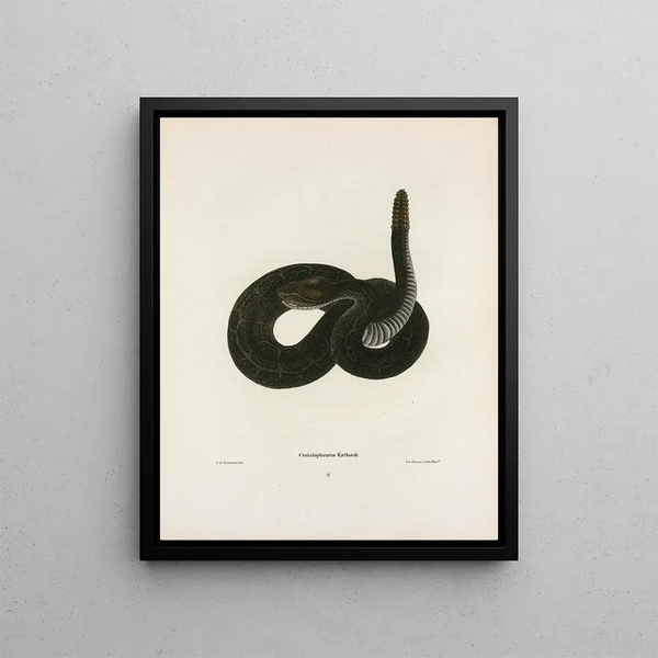 Crotalophorus Kirtlandii - John Edwards Holbrook — framed artwork on a wall