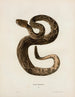 Crotalus adamanteus - John Edwards Holbrook — artwork view