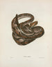 Crotalus durissus - John Edwards Holbrook — artwork view