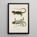 Crotaphytus à collier - John Edwards Holbrook — framed artwork on a wall