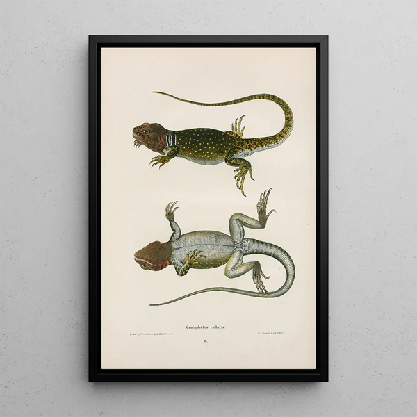 Crotaphytus à collier - John Edwards Holbrook — framed artwork on a wall