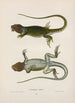 Crotaphytus à collier - John Edwards Holbrook — artwork view