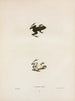 Cystignathus nigritus - John Edwards Holbrook — artwork view