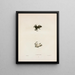 Cystignathus nigritus - John Edwards Holbrook — framed artwork on a wall