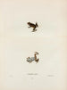 Cystignathus décoré - John Edwards Holbrook — artwork view