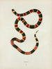 Safran Elaps - John Edwards Holbrook — artwork view