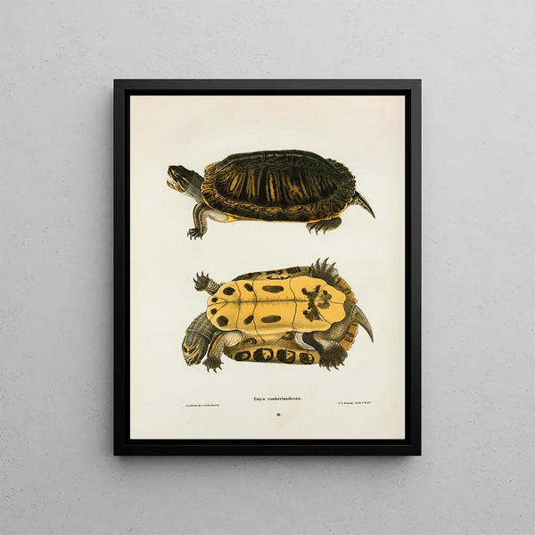 Emys Cumberlandensis - John Edwards Holbrook — framed artwork on a wall