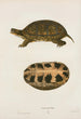 Florida Turtle Painting - John Edwards Holbrook — artwork view
