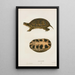 Florida Turtle Painting - John Edwards Holbrook — framed artwork on a wall