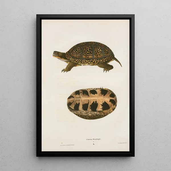 Florida Turtle Painting - John Edwards Holbrook — framed artwork on a wall