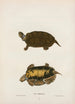 Turtle of Mobile - John Edwards Holbrook — artwork view